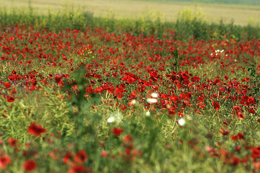 Poppy field IV Photograph by Emanuel Tanjala