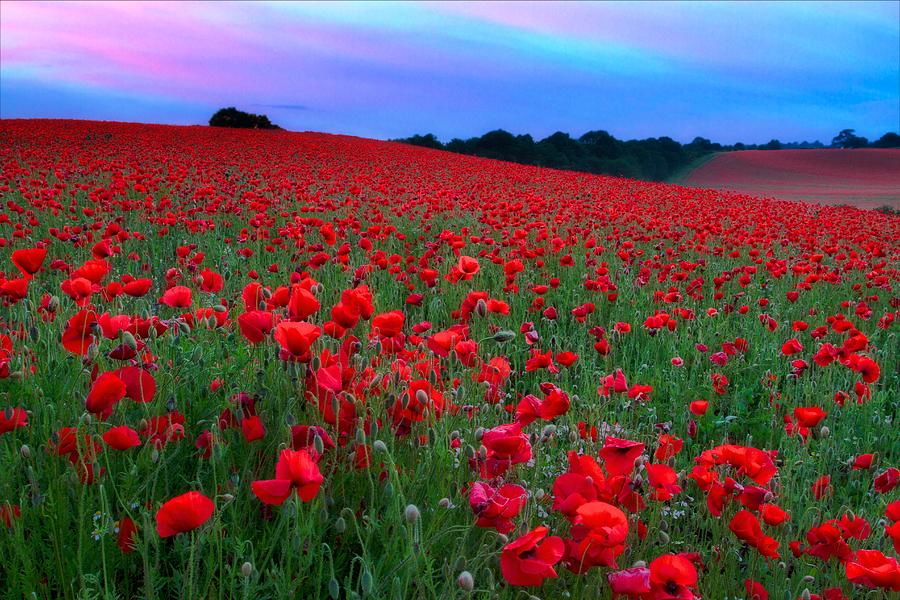 Poppy Field Photograph by Rich Jones Photography