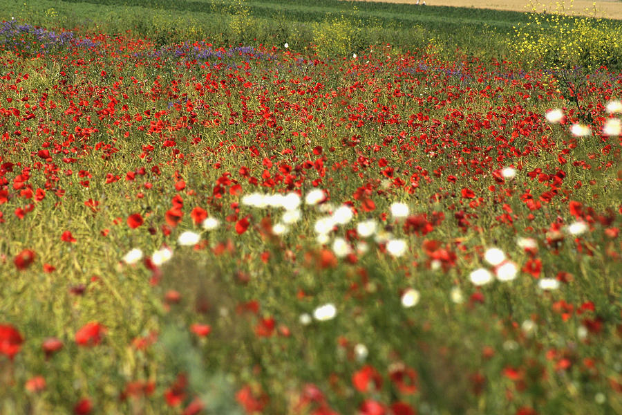 Poppy field V Photograph by Emanuel Tanjala