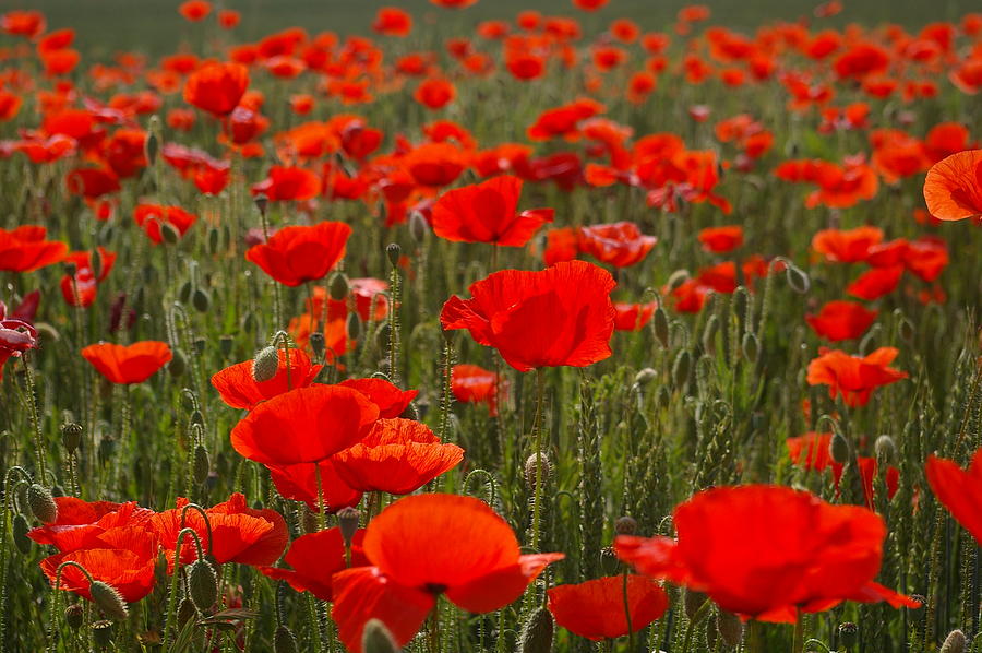 Poppy Field Photograph by Veron Miller - Fine Art America