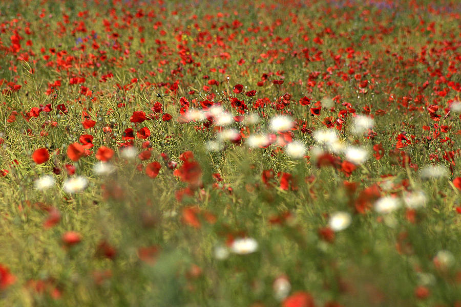Poppy field VI Photograph by Emanuel Tanjala