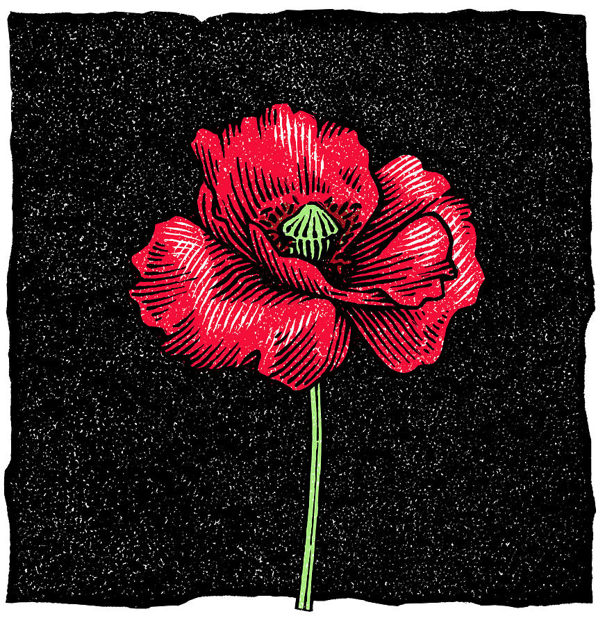 Poppy Flower, Woodcut Photograph by Gary Hincks