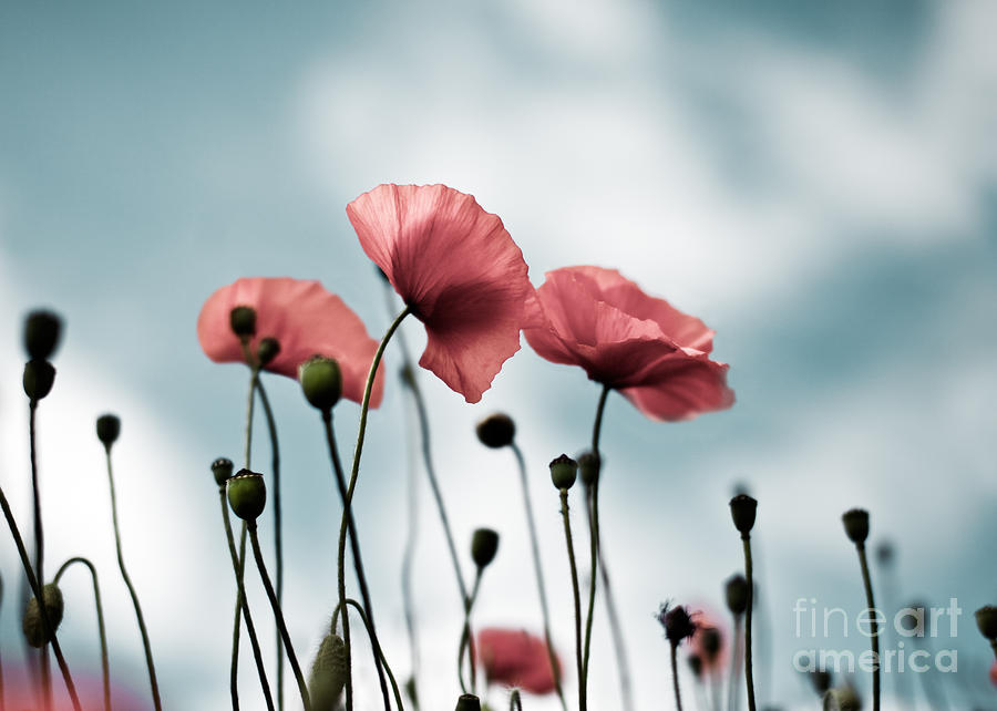 Poppy Photograph - Poppy Flowers 07 by Nailia Schwarz