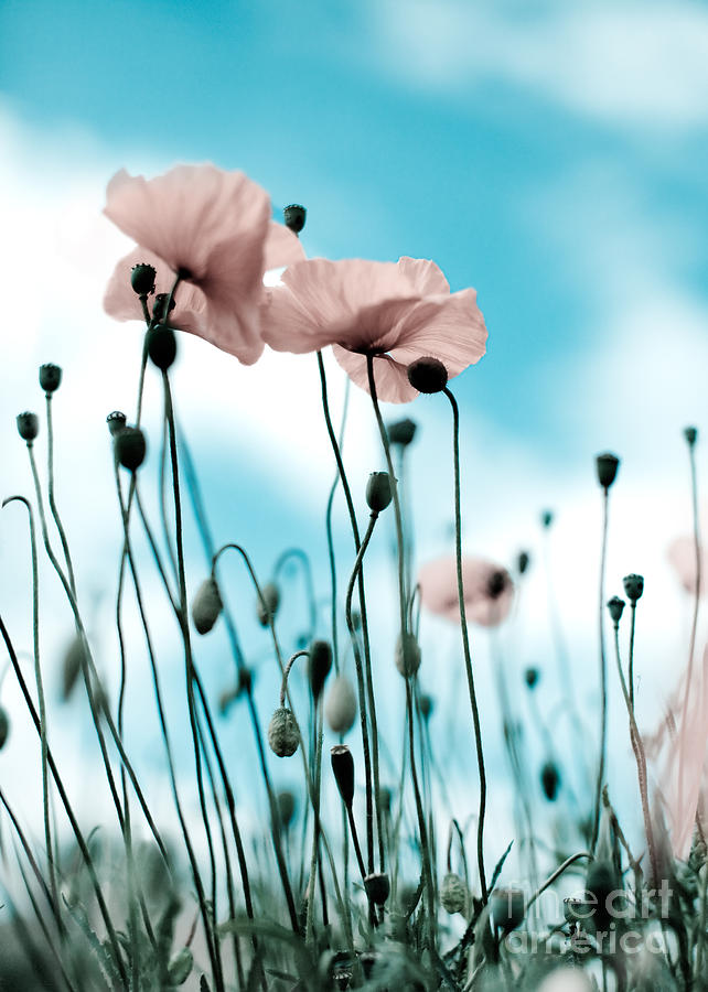 Poppy Photograph - Poppy Flowers 09 by Nailia Schwarz