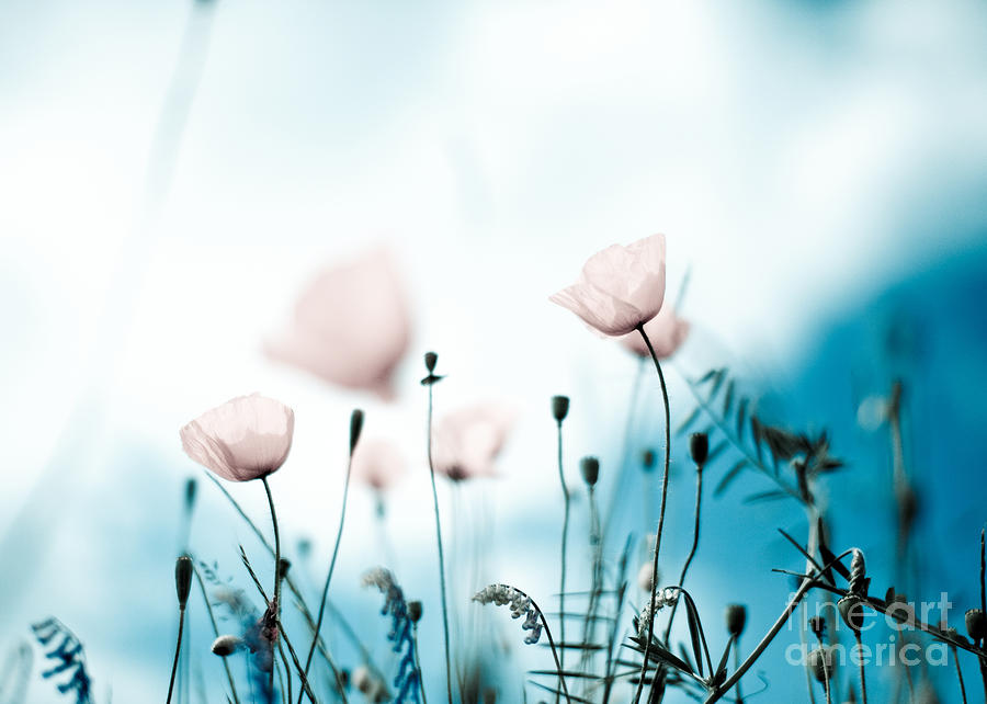 Poppy Photograph - Poppy Flowers 11 by Nailia Schwarz