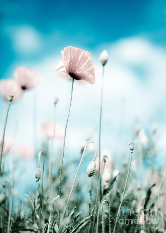 Poppy Photograph - Poppy Flowers 13 by Nailia Schwarz