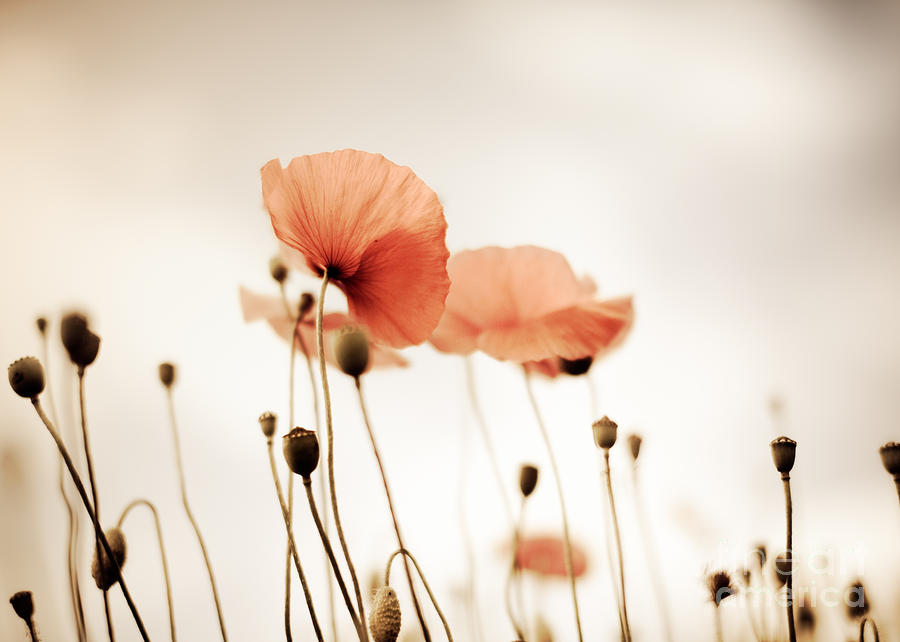 Poppy Photograph - Poppy Flowers 14 by Nailia Schwarz