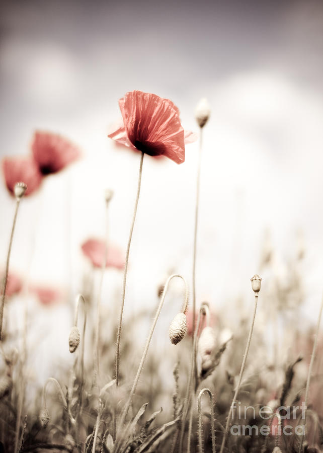 Poppy Photograph - Poppy Flowers 15 by Nailia Schwarz