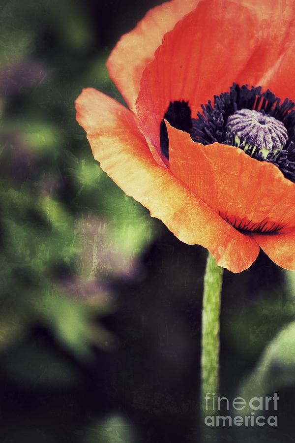 Poppy for One Photograph by Traci Cottingham