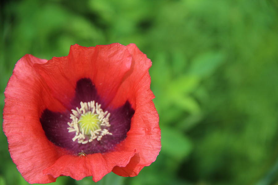 Poppy Photograph by Gerry Fortuna