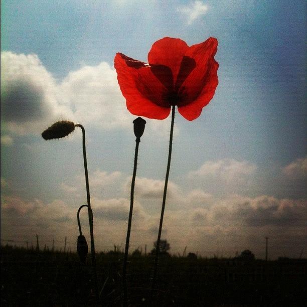 Nature Photograph - #poppy #igers #igersitalia by Marina Baruffi