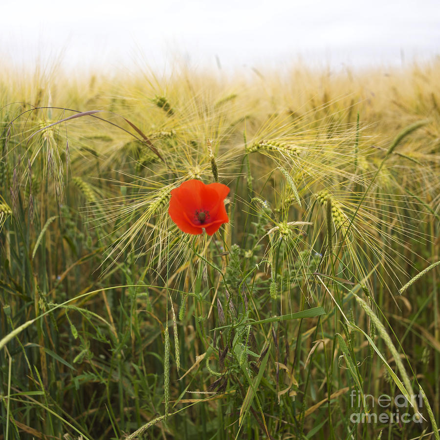 Space Photograph - Poppy  in a field of Barley  by Bernard Jaubert