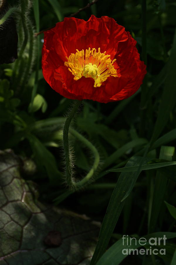 Red Poppy Photograph - Poppy In Crimson And Gold by Byron Varvarigos