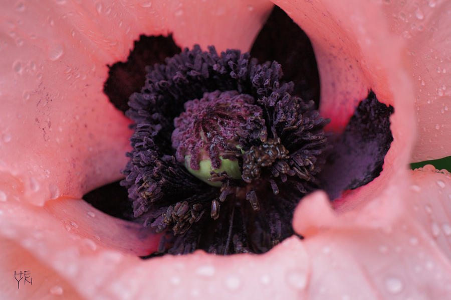Poppy In Rain - DSC04139  Photograph by Shirley Heyn