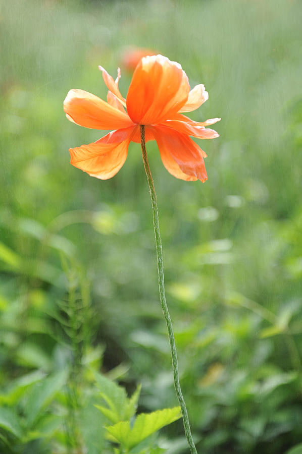 Poppy Photograph by Kelley Nelson