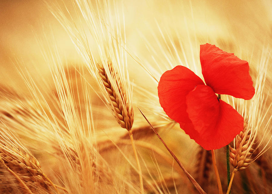 Poppy Photograph - Poppy No.6 by Falko Follert Poppy Photograph - Poppy No.6 by Falko Follert
