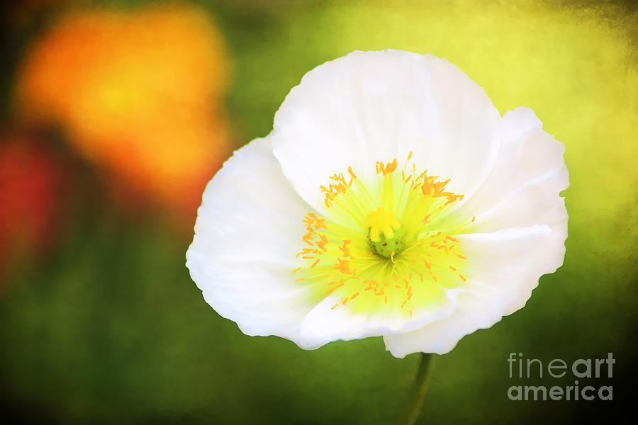 Flower Photograph - Poppy of Peace by Darren Fisher