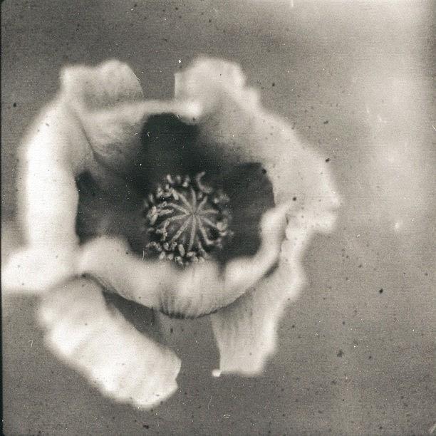 Hasselblad Photograph - Poppy On #fuji #polaroid #instantback by Andy Kleinmoedig