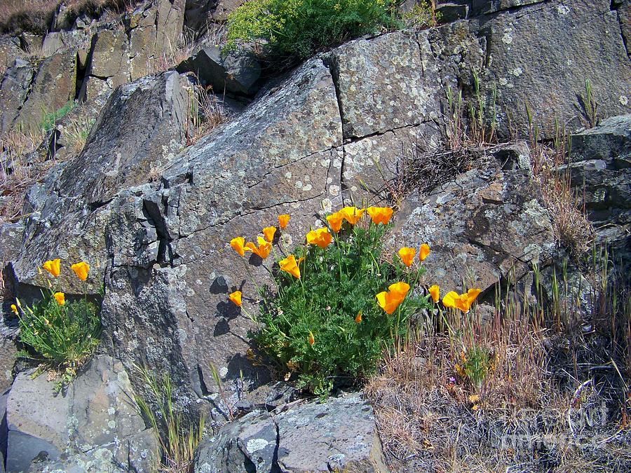 Poppy on the Rocks Photograph by Charles Robinson