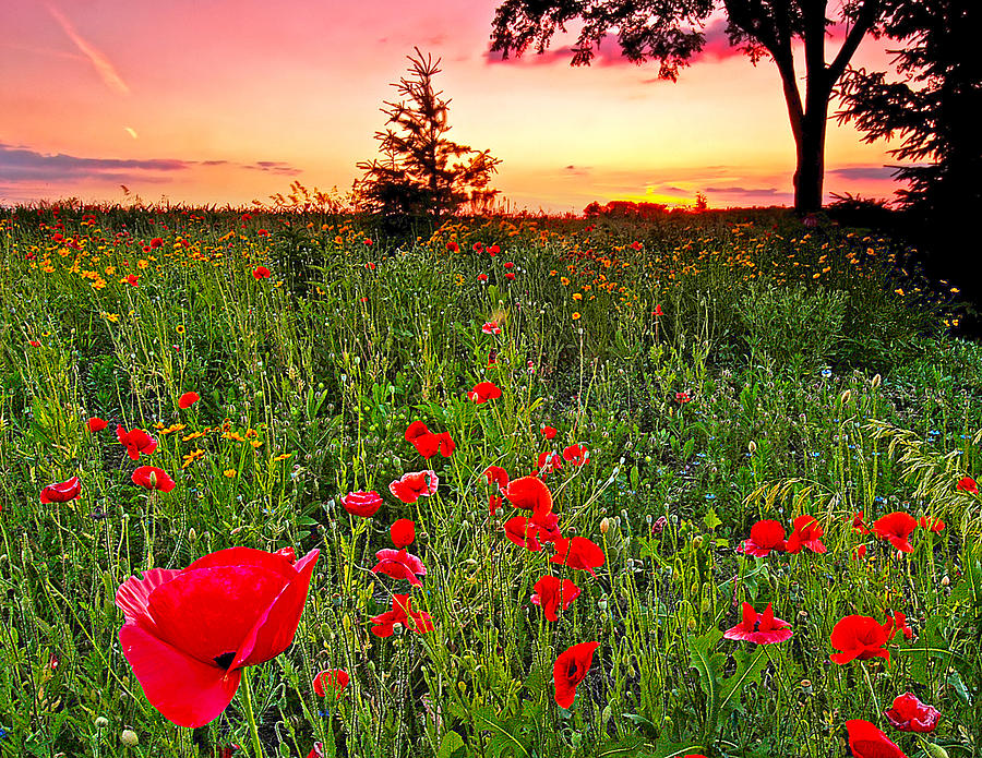 POppy Patch and previsualization Photograph by Randall Branham