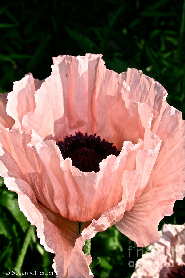 Poppy Pink Photograph by Susan Herber