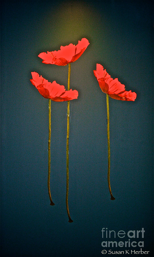 Poppy Power Photograph by Susan Herber