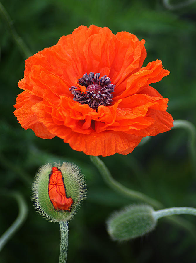 Poppy Progression Photograph by Bill Pevlor