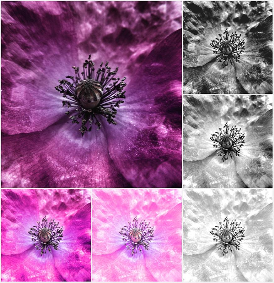Poppy Purple - Macro Flowers Fine Art Photography Photograph by Marianna Mills