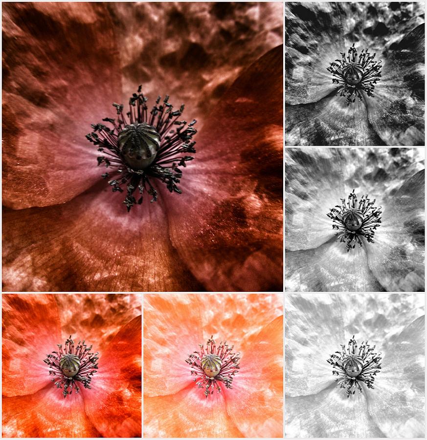 Poppy Red - Macro Flowers Fine Art Photography Photograph by Marianna Mills Poppy Red - Macro Flowers Fine Art Photography Photograph by Marianna Mills