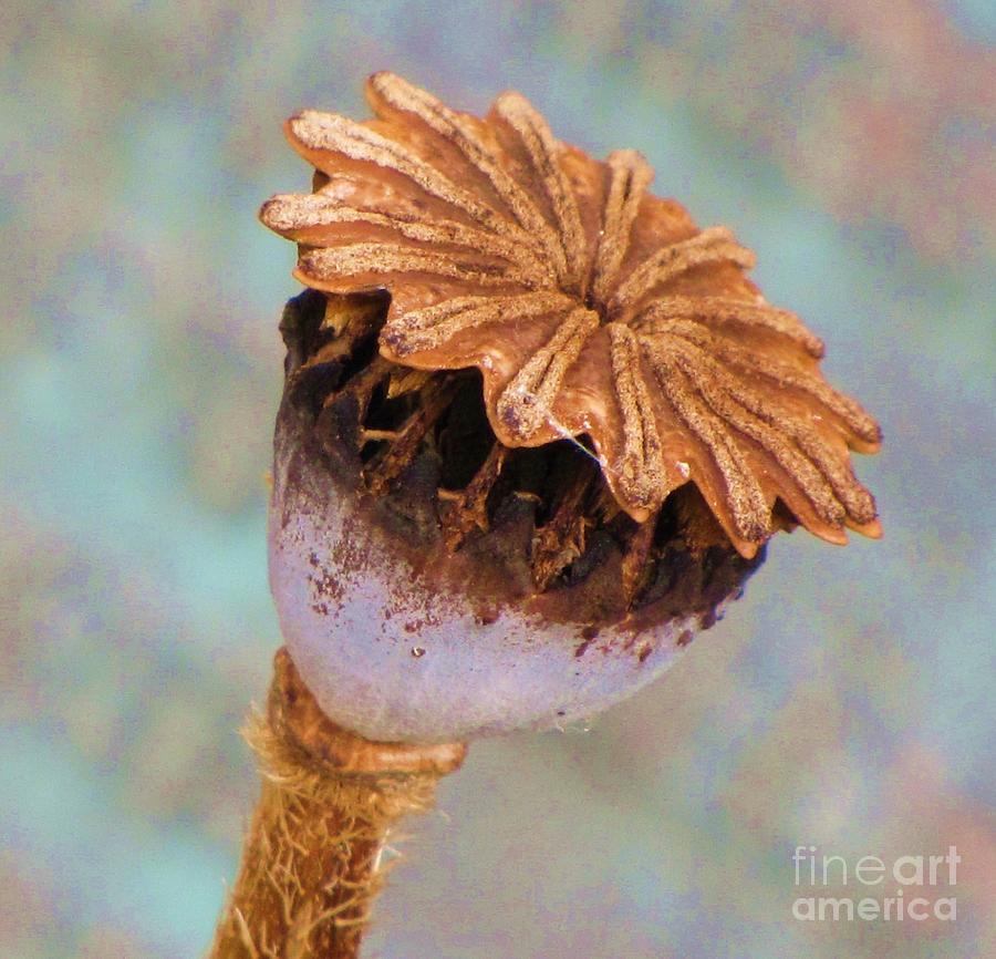 Poppy Seed Pod Photograph by Michele Penner