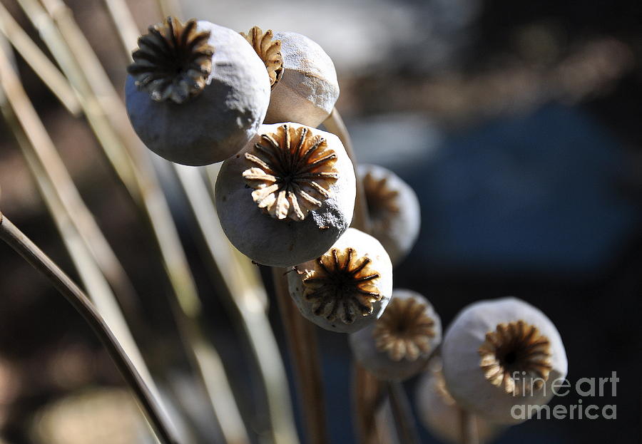 Poppy Seed Pods Photograph by Tatyana Searcy