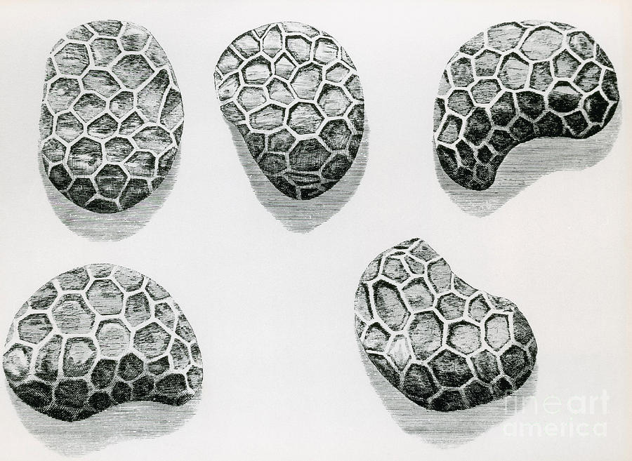 Poppy Seeds Engraving-1665 Photograph by Science Source