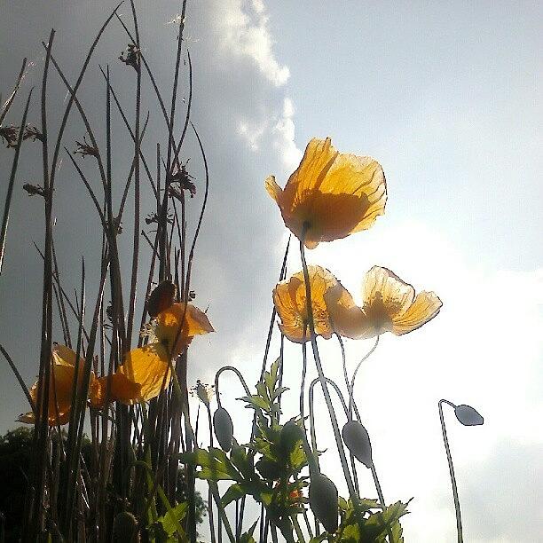 Spring Photograph - #poppy #sky In #my_garden #today by Linandara Linandara