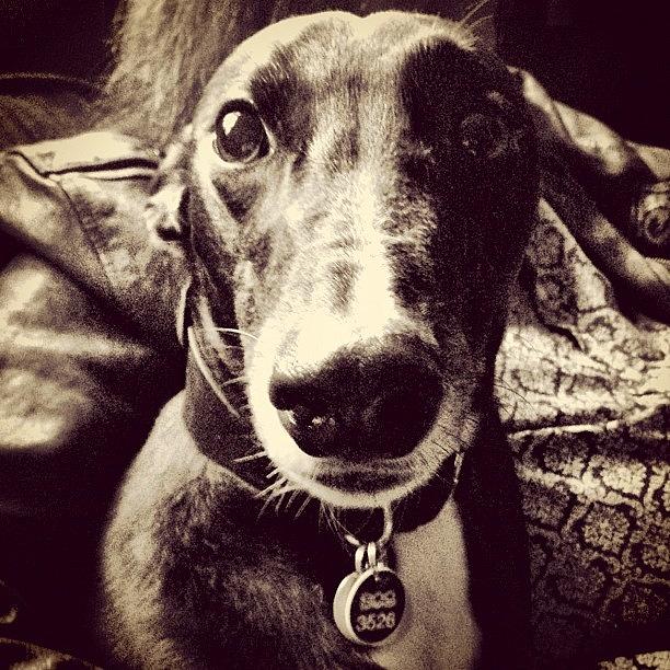 Greyhound Photograph - Poppy The #greyhound by Princess White