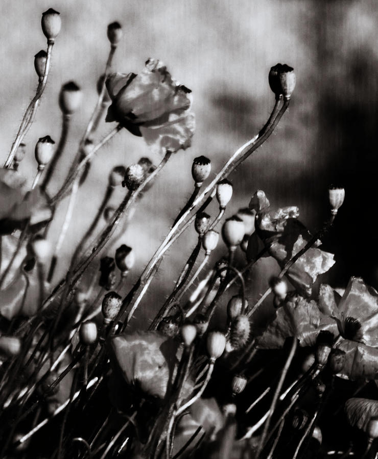 Poppy To Grey Photograph by J C