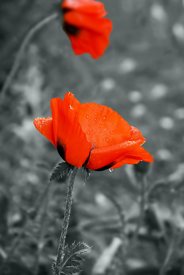 Nature Photograph - Poppy by Design Windmill
