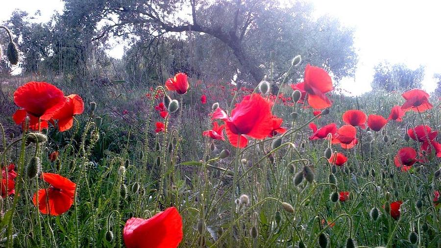 Poppys Photograph by Ella Bush - Fine Art America