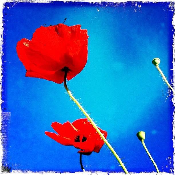 Poppys Photograph by Henk Goossens Poppys Photograph by Henk Goossens