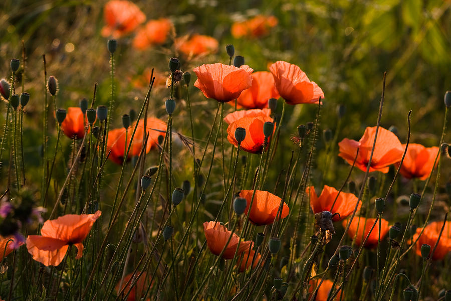 Poppys Photograph by Odon Czintos - Fine Art America