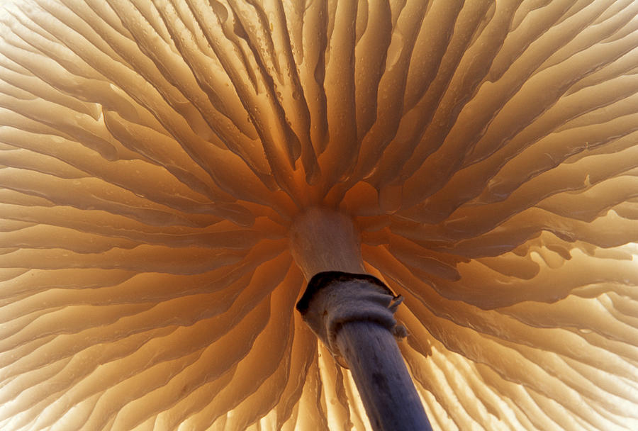 Porcelain Mushroom Oudemansiella Mucida Photograph by Jan Vermeer