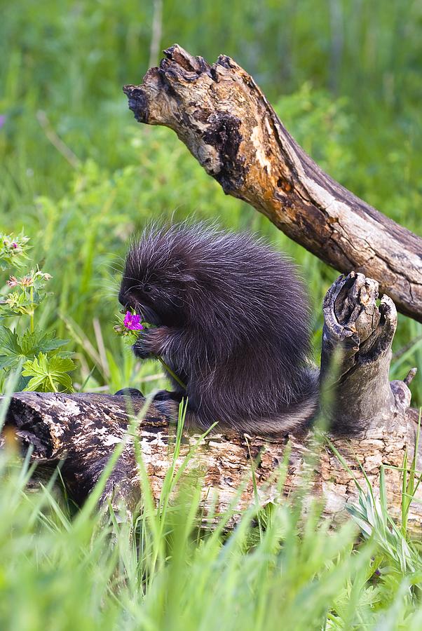 Porcupine Baby Eating Flower Photograph