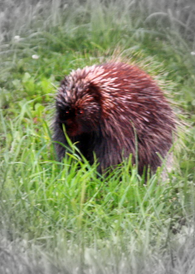 Porcupine Photograph by Donna Walsh
