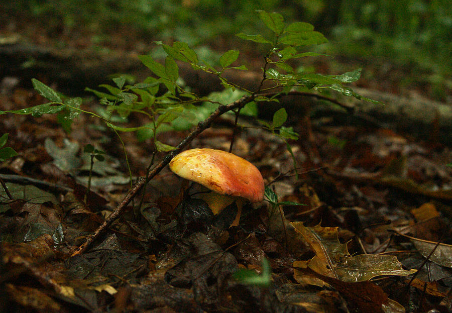 Sunlight Tiped Mushroom Photograph by Douglas Barnett