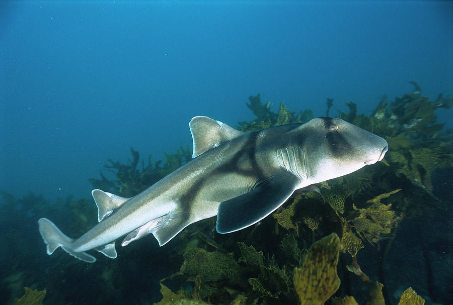 Port Jackson Shark Heterodontus Photograph by Mike Parry