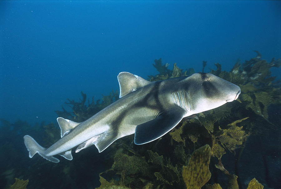 Port Jackson Shark Photograph by Mike Parry