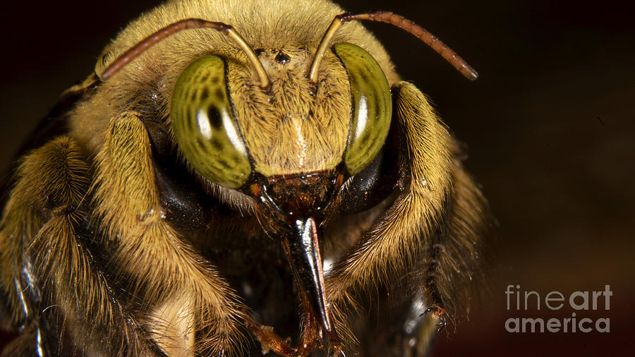 Portait Of Unknown Bee Photograph by Mareko Marciniak