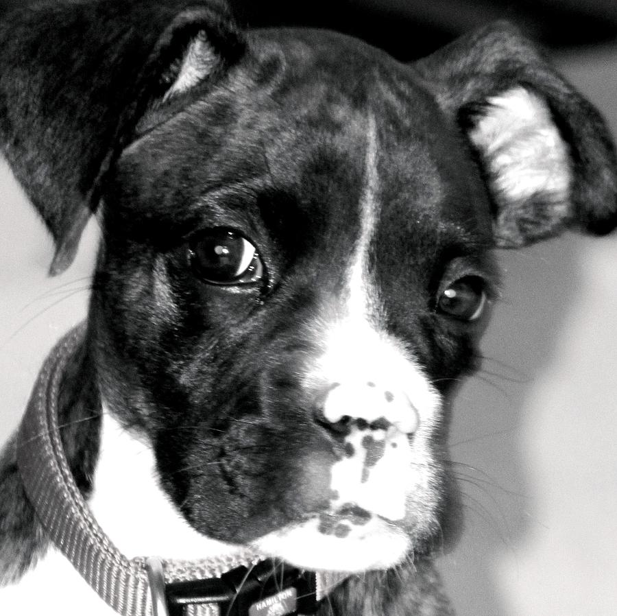 Porter Puppy Photograph by Laura  Grisham