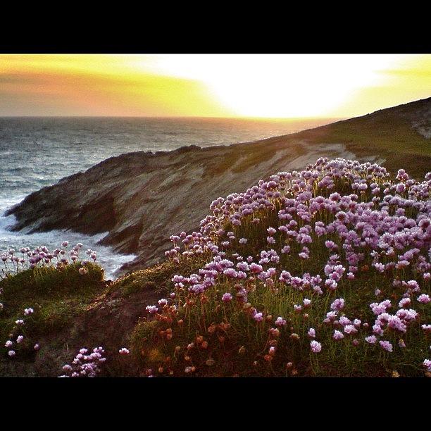 Flower Photograph - Porth, Cornwall #sky #sunset #sunshine by Anita Callister Jones