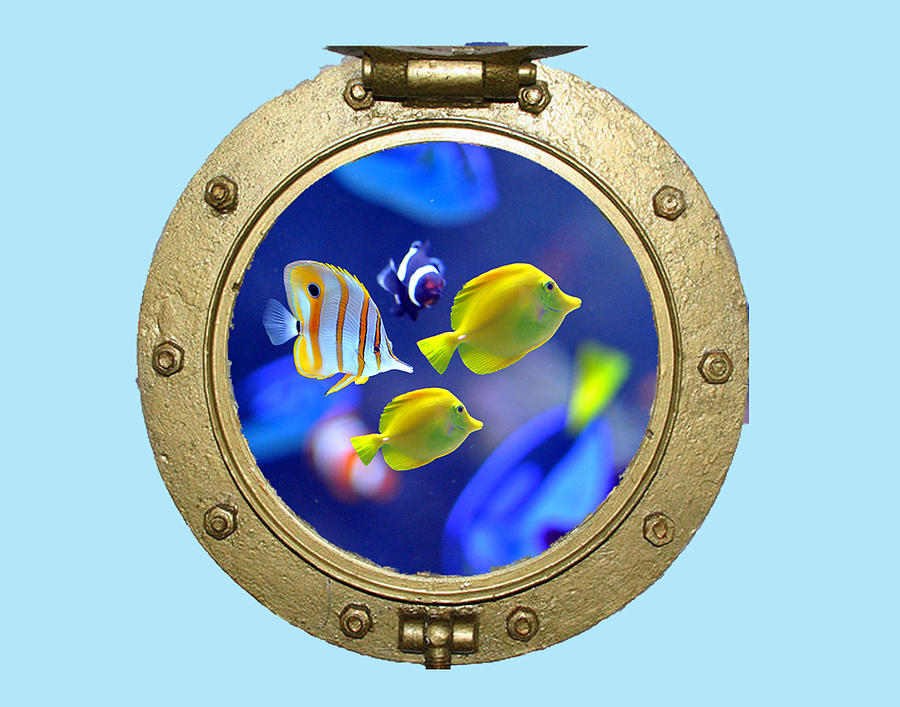 Porthole of fish Photograph by Allan Rothman