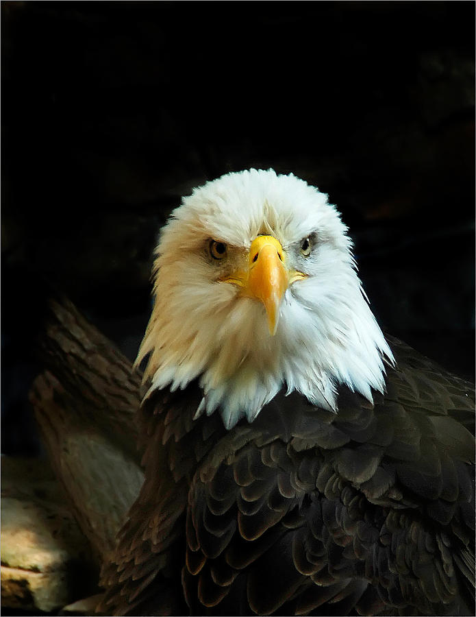 Portrait American Bald Eagle Photograph by Randall Branham